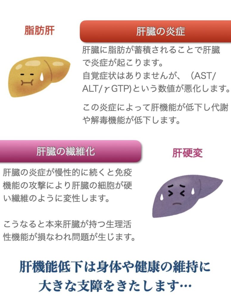 肝臓に脂肪が蓄積すると肝臓で炎症が起こります。自覚症状はありませんがAST、ALT、γGTPという数値が悪化します。この炎症により肝機能が低下し代謝や解毒機能が低下します。
さらに脂肪が蓄積し慢性的な炎症状態になると免疫機能の過剰反応により肝臓の細胞が繊維化し肝硬変に転じます。